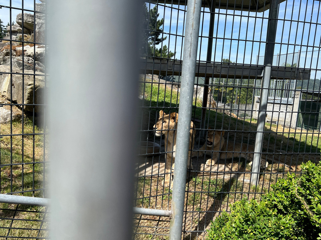 Cougar Mountain Zoo-伊瑟阔必去景点