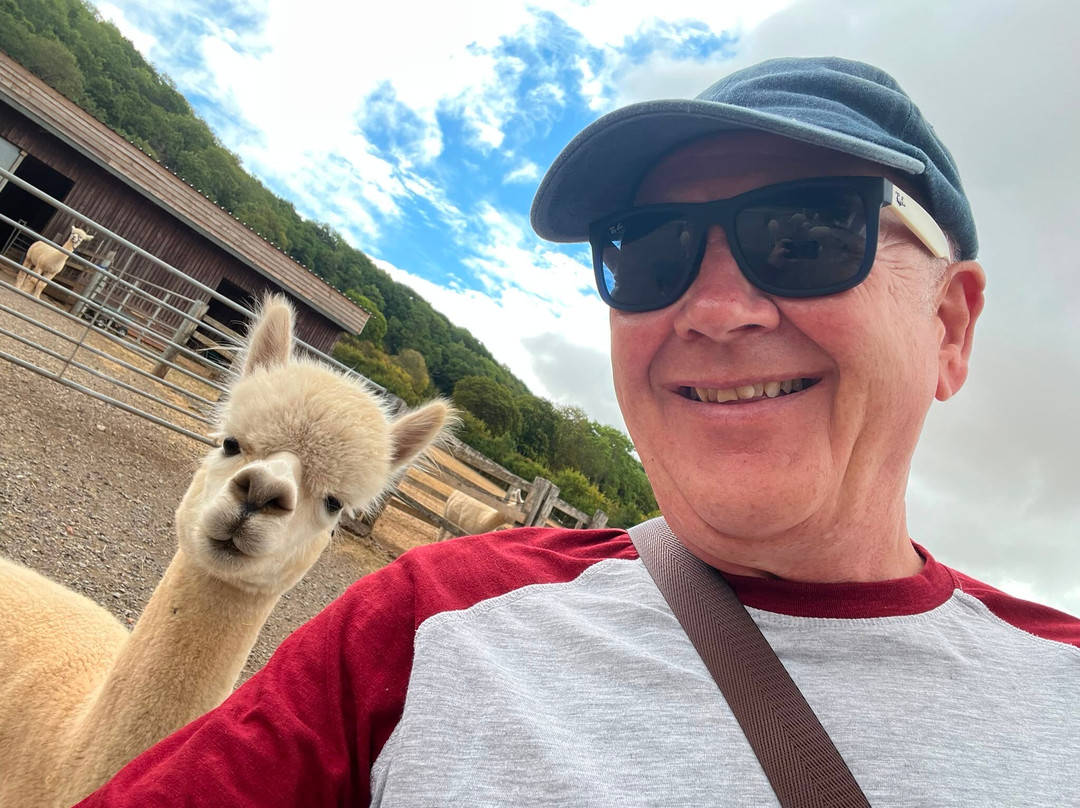 Stoke Wood Alpacas-汤顿必去景点