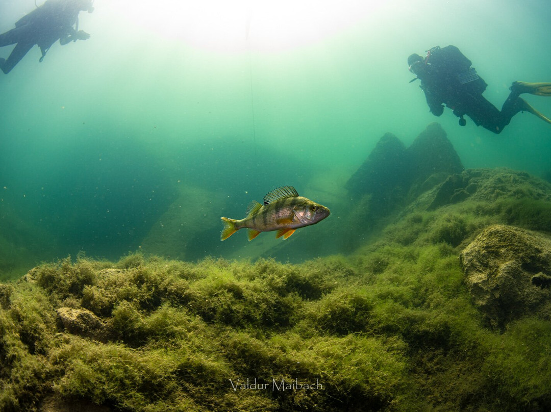 Rummu Diving-塔林必去景点