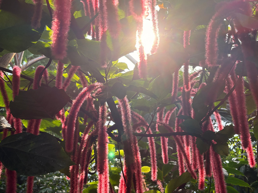 Botanical Garden and the Greenhouses-欧胡斯必去景点