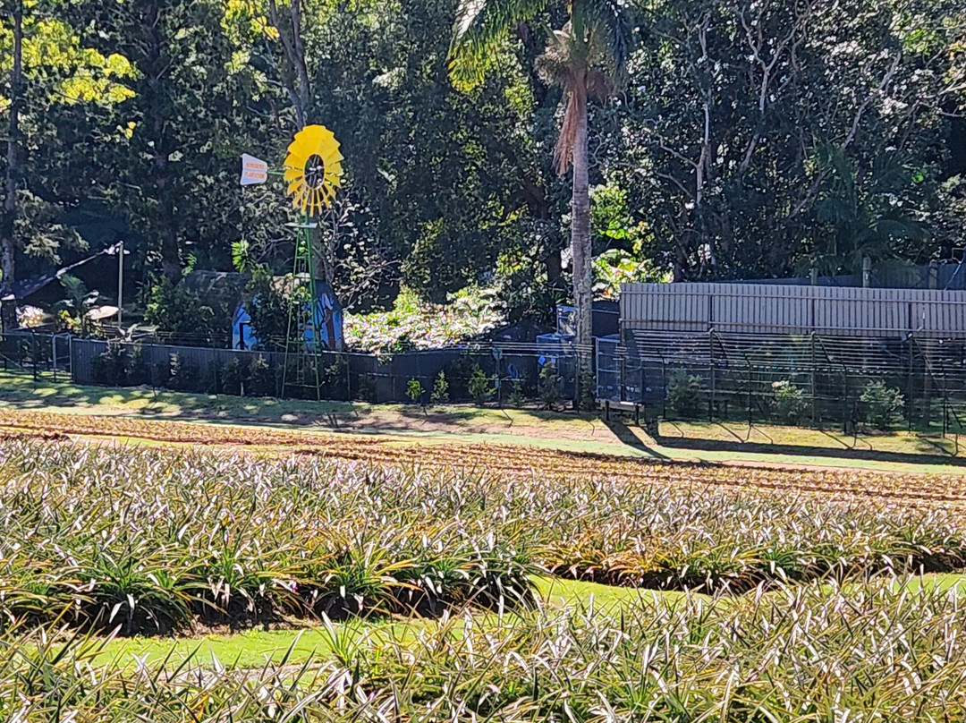 The Big Pineapple-Nambour必去景点