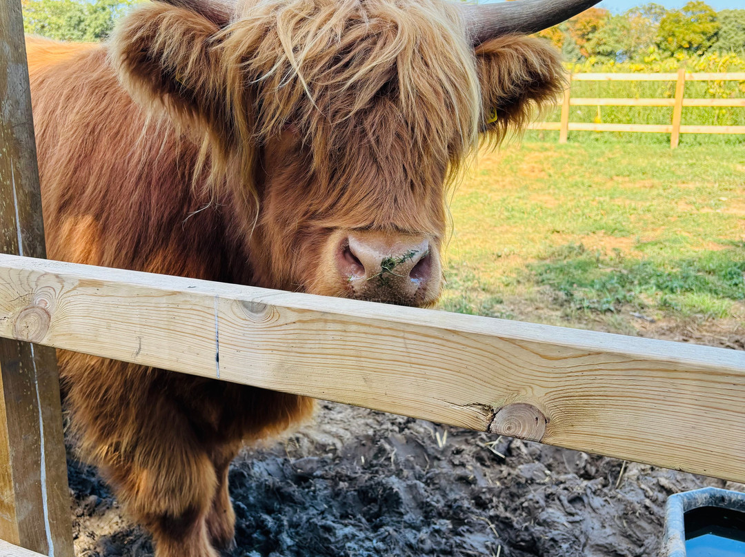 Quex Adventure Farm Park-Birchington必去景点