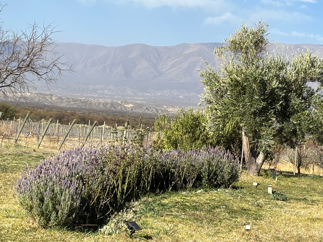Finca Albarossa主图