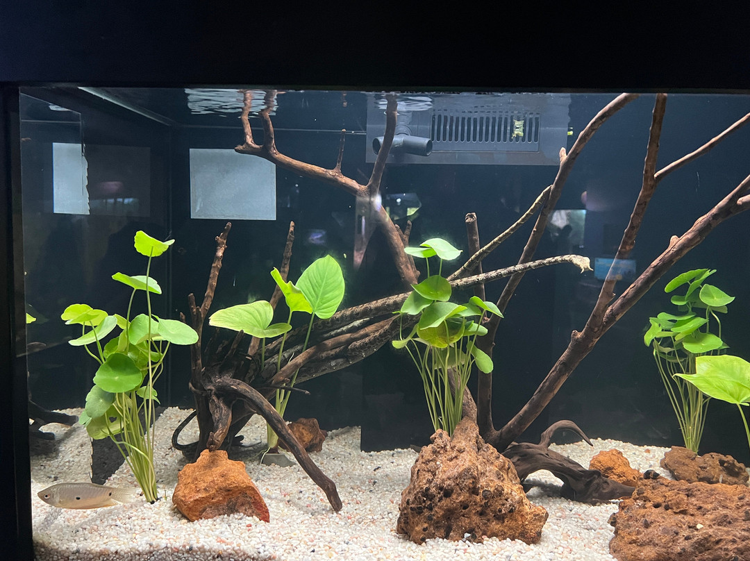Angkor Wildlife & Aquarium-暹粒必去景点