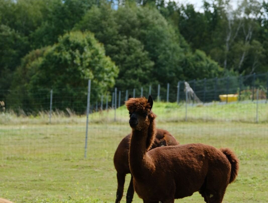 Alpaca Home-Krzyszkowice必去景点