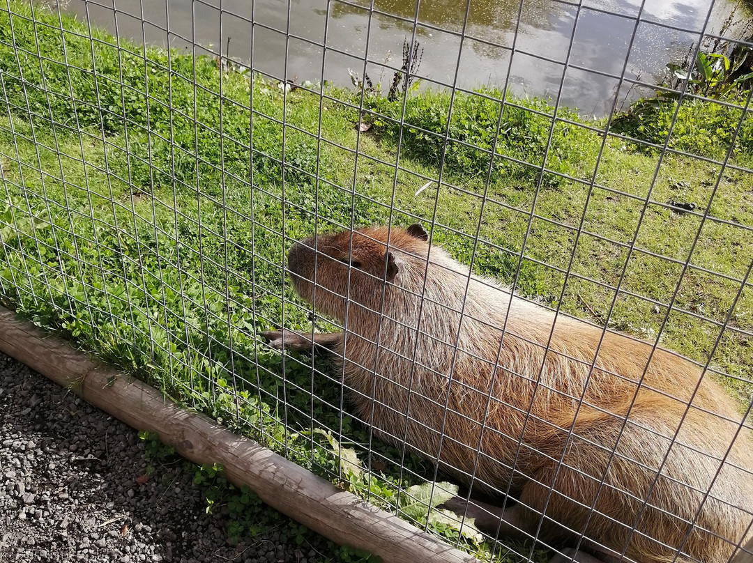 The Meadows Wildlife Park-卡菲利必去景点