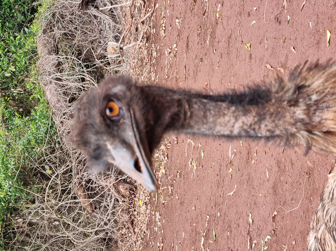 Cooberrie Park Wildlife Sanctuary-Yeppoon必去景点