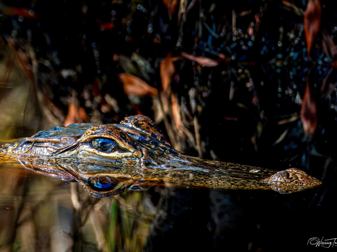 Alligator River National Wildlife Refuge-Manns Harbor必去景点