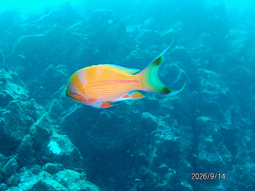 Izu Oceanic Park Diving Center - I.O.P.-伊东市必去景点