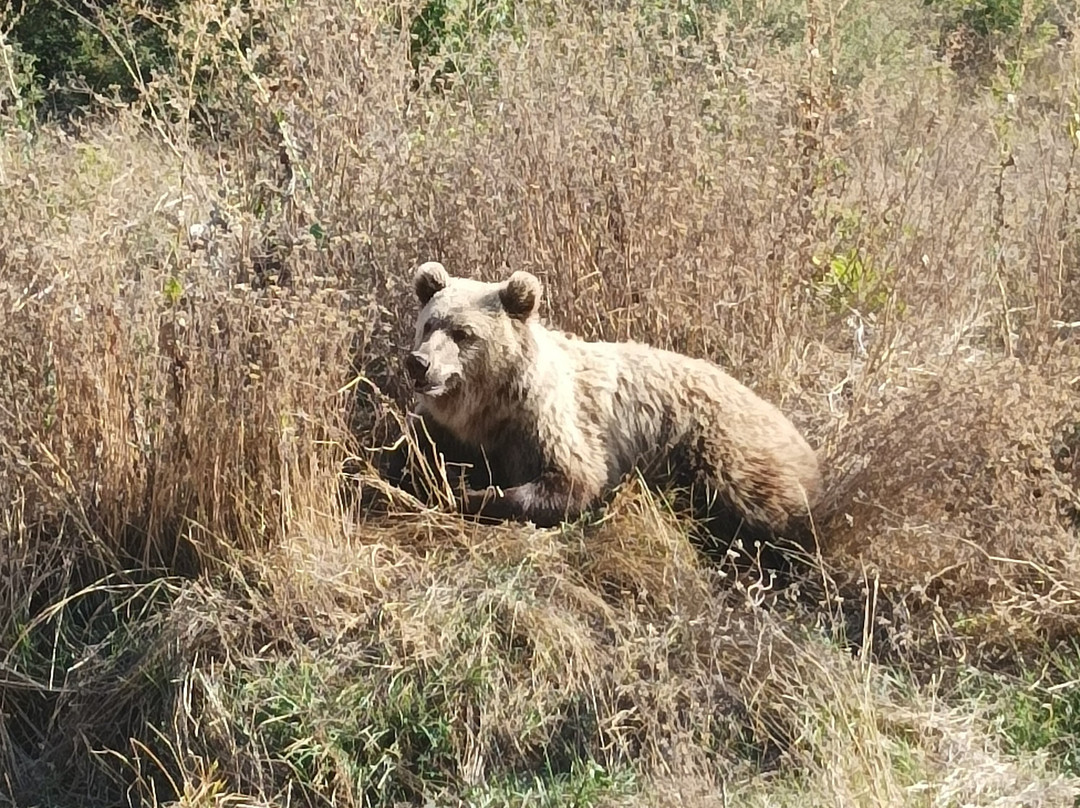 BEAR SANCTUARY Prishtina-普里什蒂纳必去景点