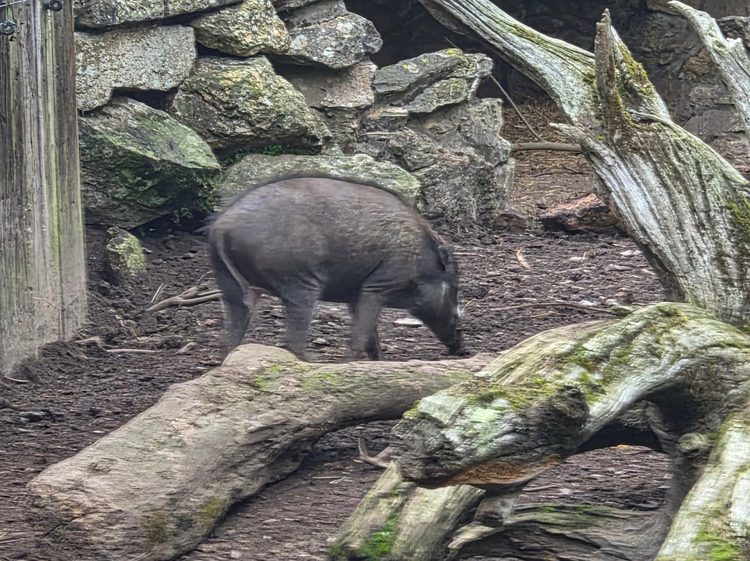 Newquay Zoo-纽奎必去景点