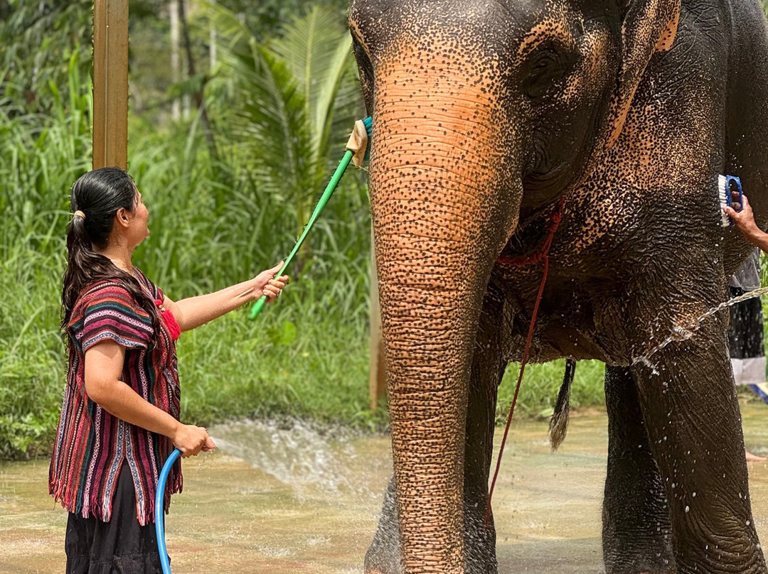 Phuket Elephant Care-奈通必去景点