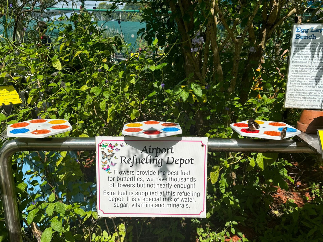 Bribie Island Butterfly House-Bongaree必去景点