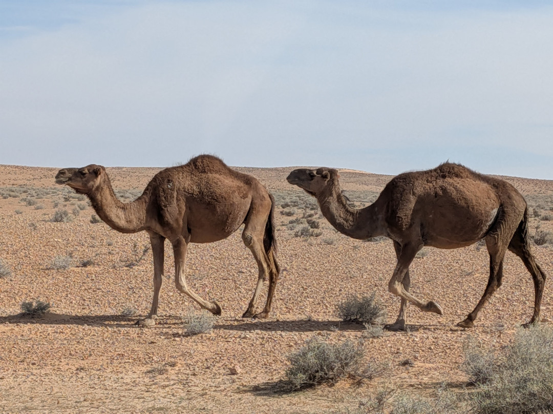 Autre Tunisie Day Tours-Houmt Souk必去景点