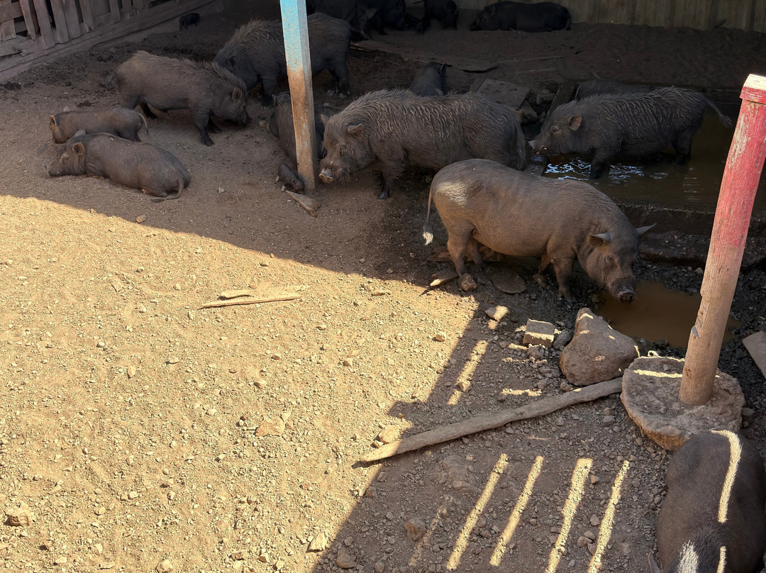 Curacao Ostrich Farm-库拉索必去景点