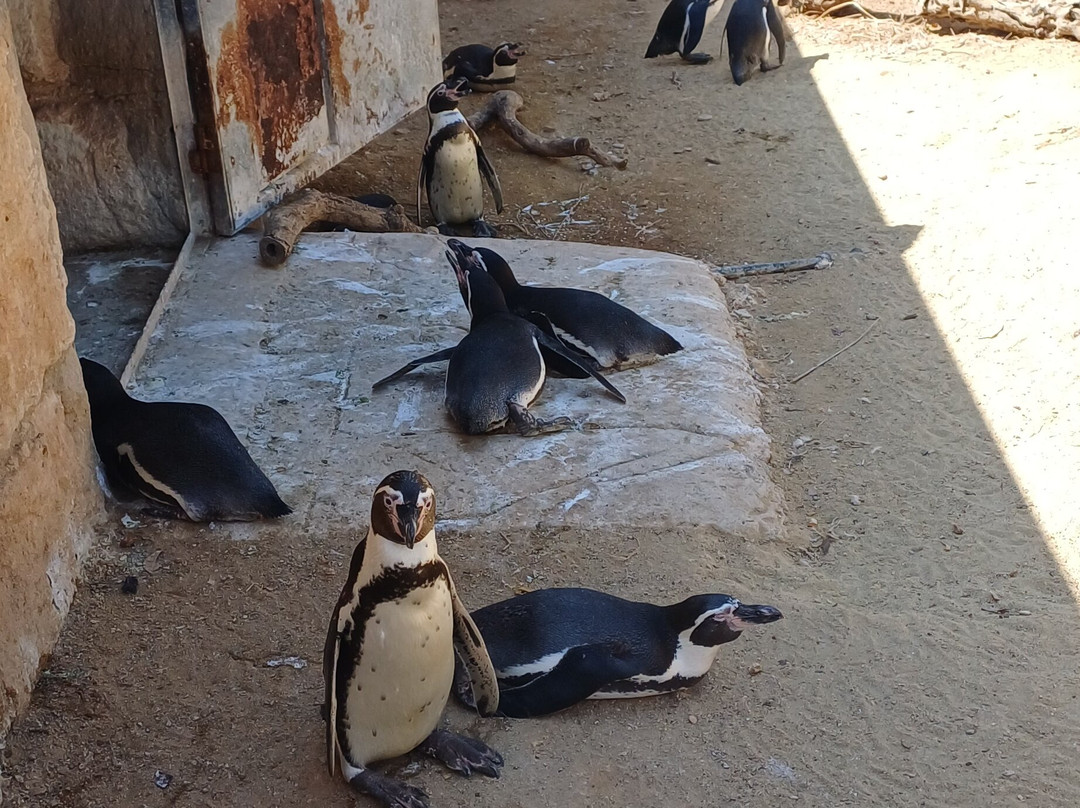 Pafos Zoo-帕福斯必去景点