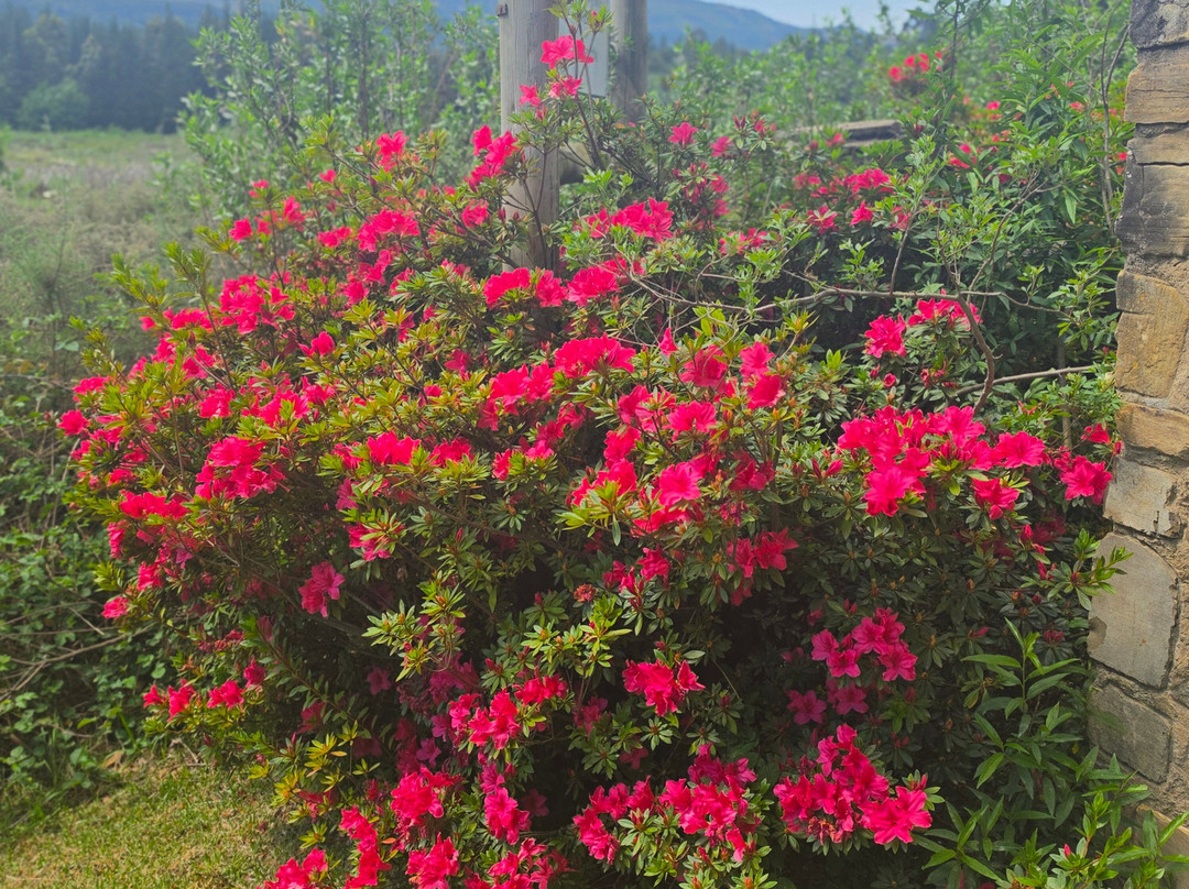 Hogsback Arboretum-Hogsback必去景点
