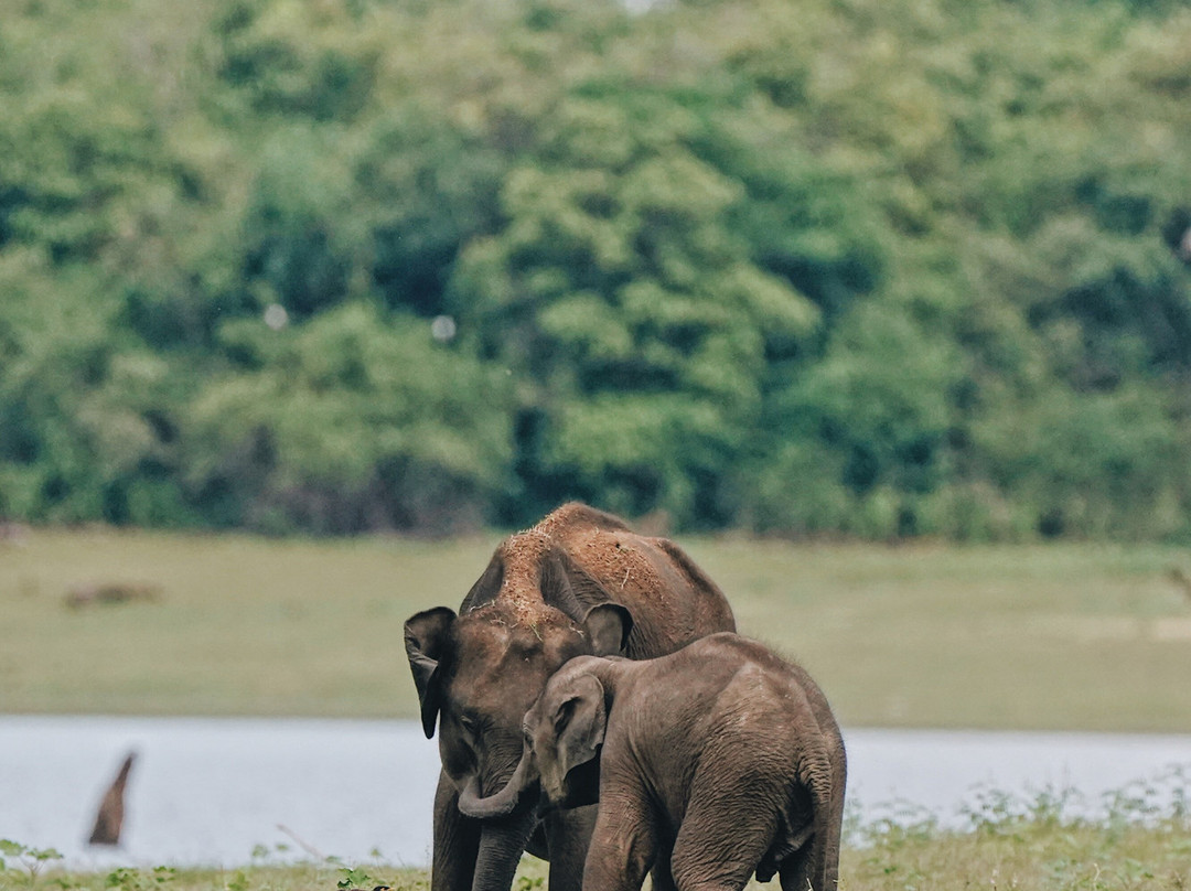 Udawalawe Safari Jeep With Guides-乌达瓦拉维国家公园必去景点
