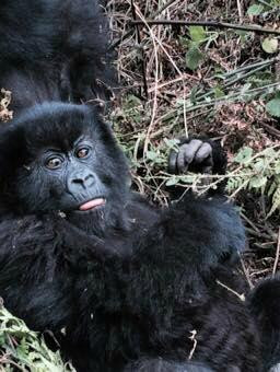 EcoTours Rwanda-吉佳利必去景点