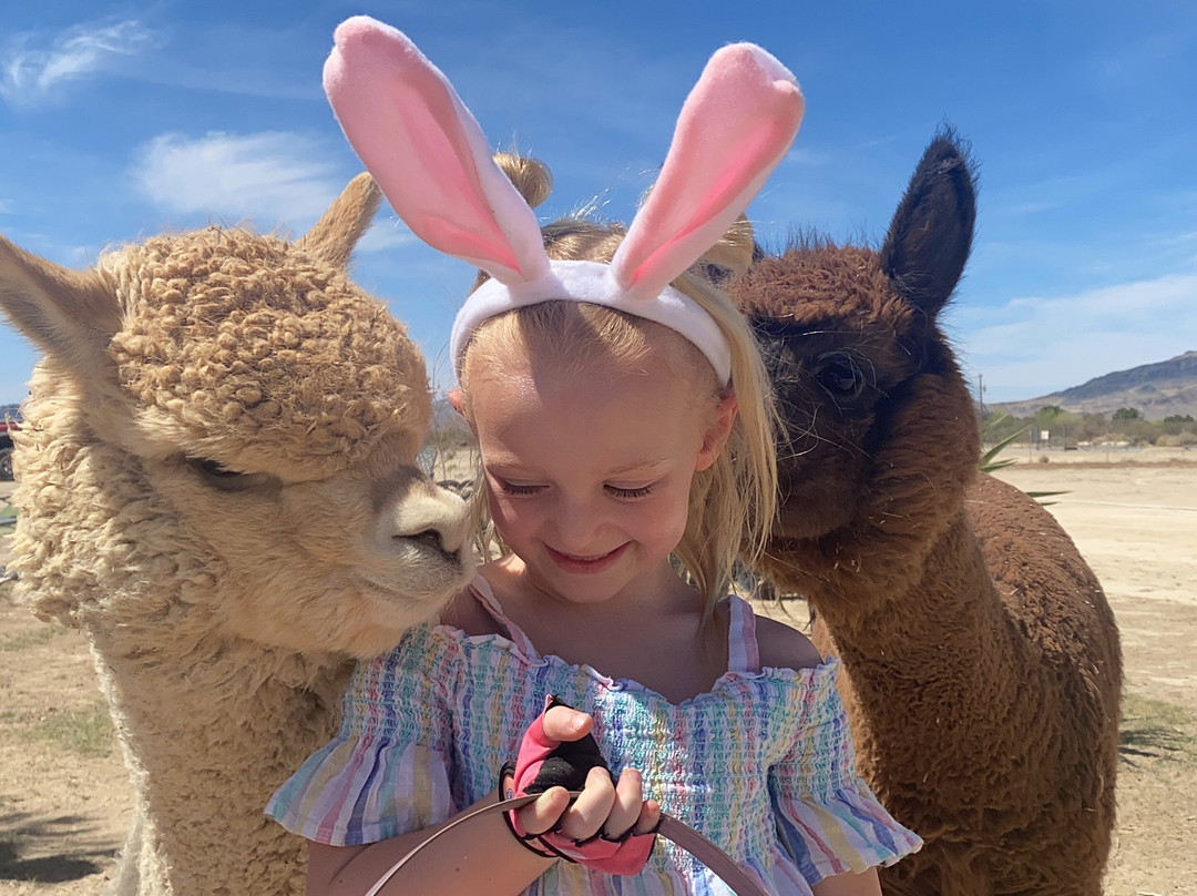 Nature Health Farms Alpaca Farm with Las Vegas Petting Zoo in Pahrump-帕朗必去景点