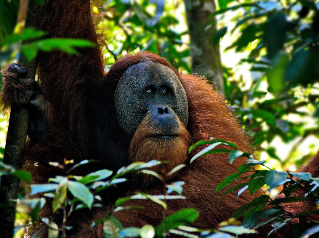 Alam Jungle Treks