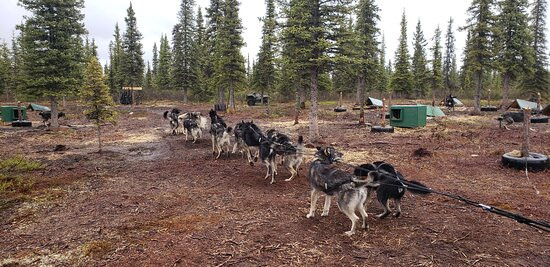Wildthingz Dog Mushing-费尔班克斯必去景点