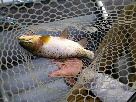 Filingo Fly Fishing景点图片