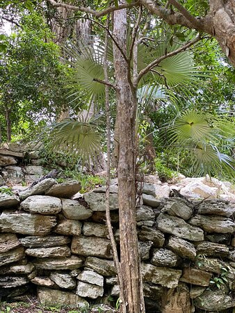 Jardín Botánico Dr. Alfredo Barrera Marin-从莫雷洛斯港必去景点