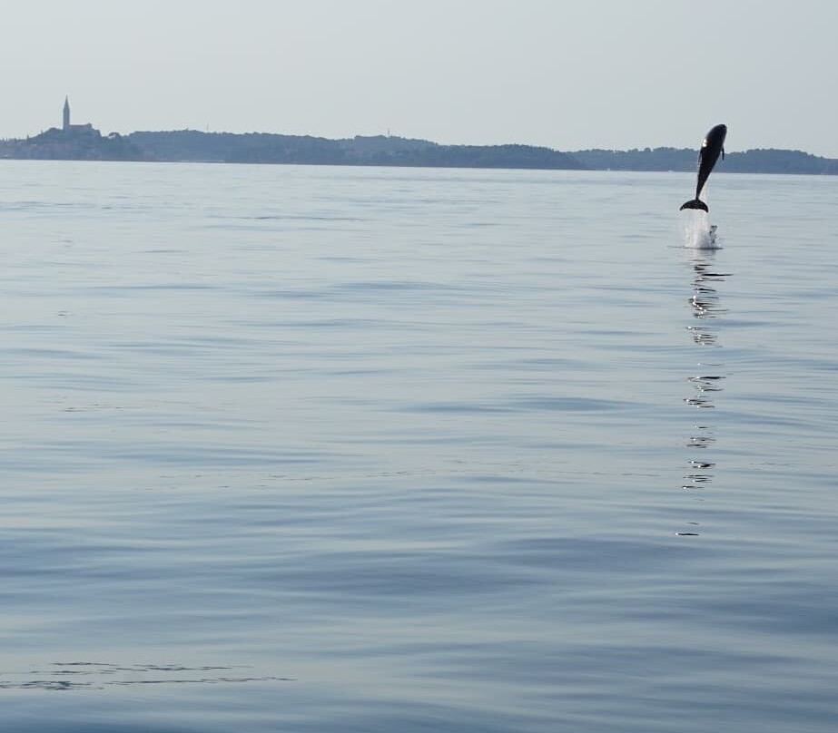 Dolphin Watching Rovinj-罗维尼必去景点
