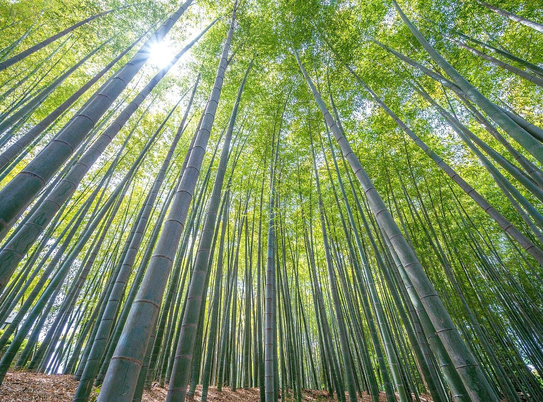 Chikurin Park-东久留米市必去景点