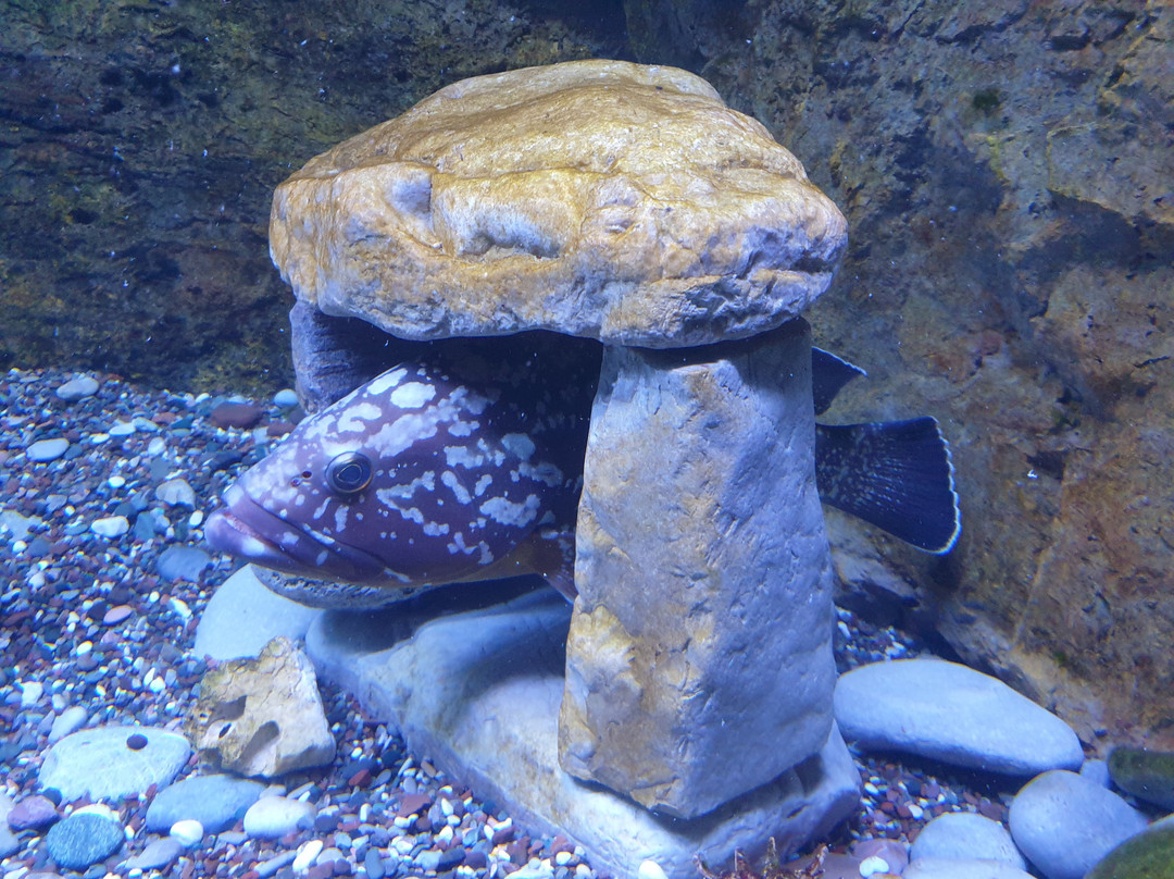Aquarium Boka-科托尔必去景点