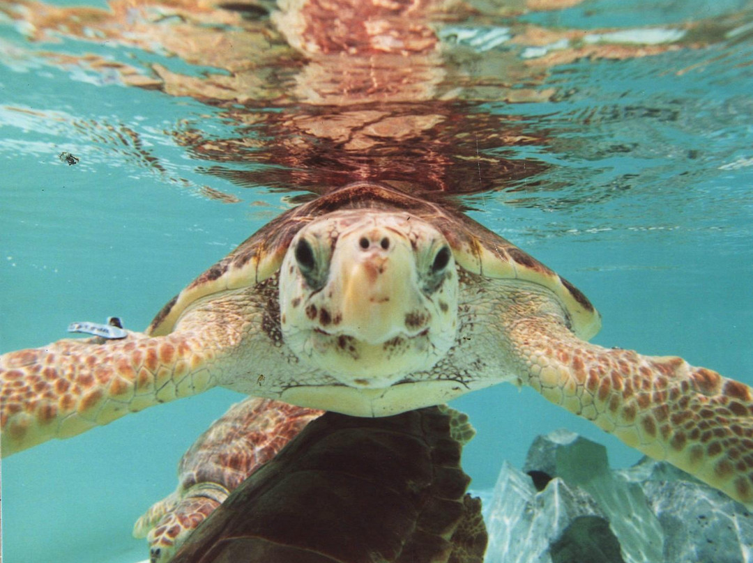 Gumbo Limbo Nature Center-博卡拉顿必去景点