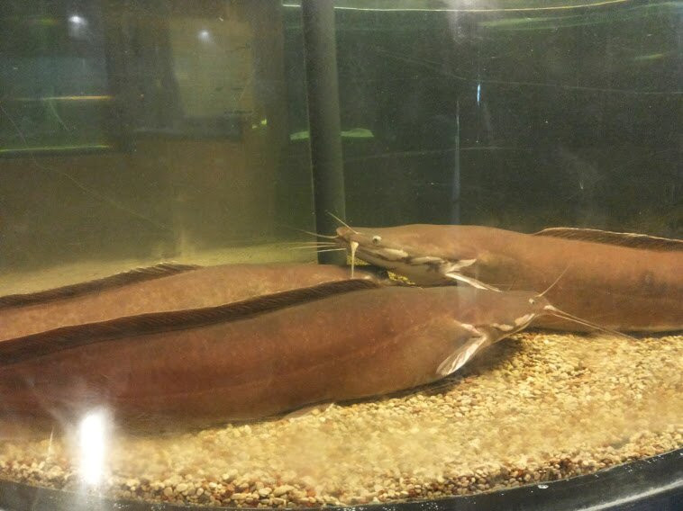 Lake Museum Akva: rium景点图片