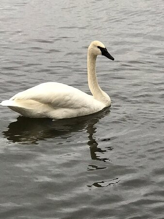 Trumpeter Swan viewing on Magness Lake景点图片