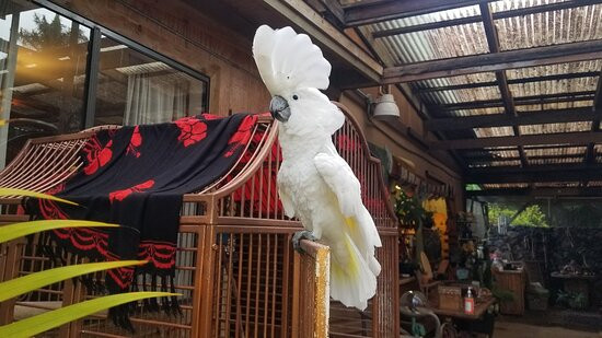 The Sacred Garden of Maliko景点图片