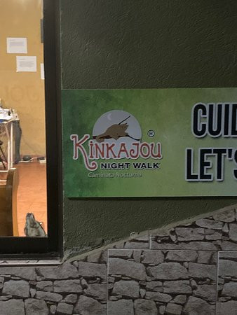 Kinkajou Night Walk Tour-圣埃伦娜必去景点