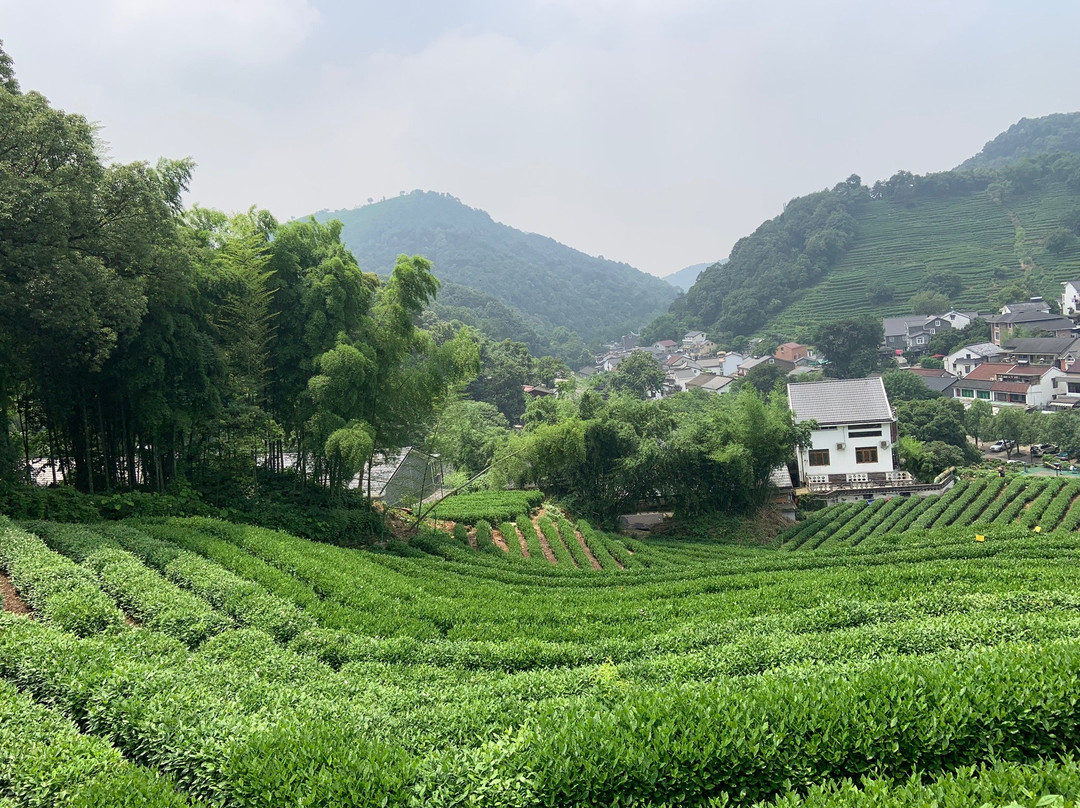 杭州龙井山园茶文化村景点图片