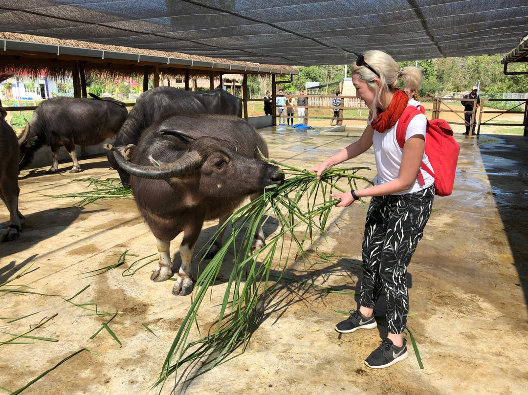 Laos Buffalo Dairy景点图片