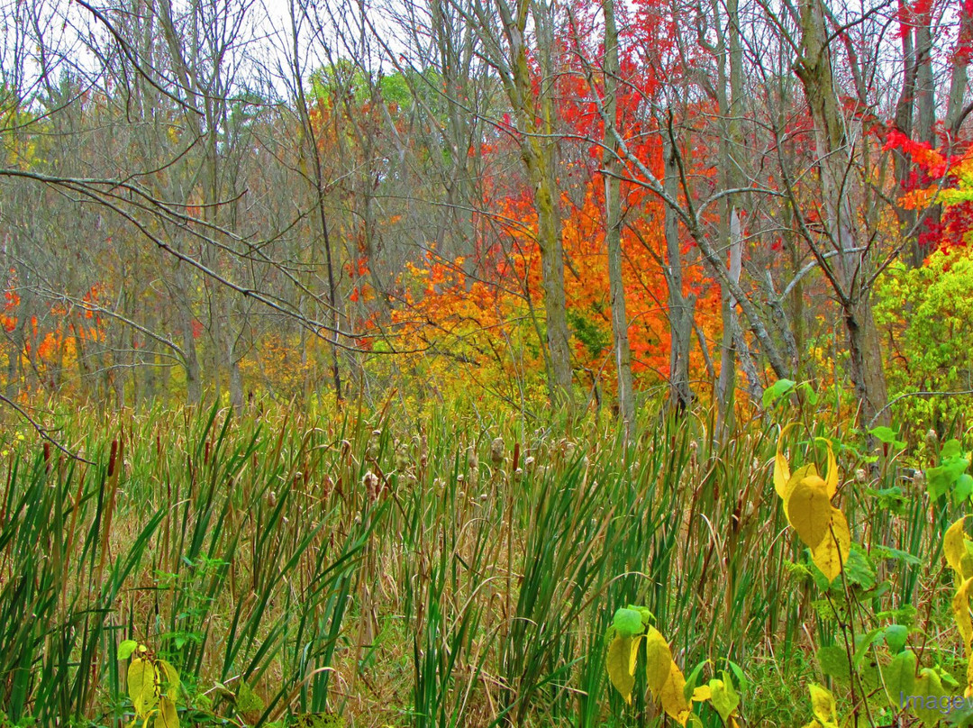 Spicer Lake Nature Preserve景点图片