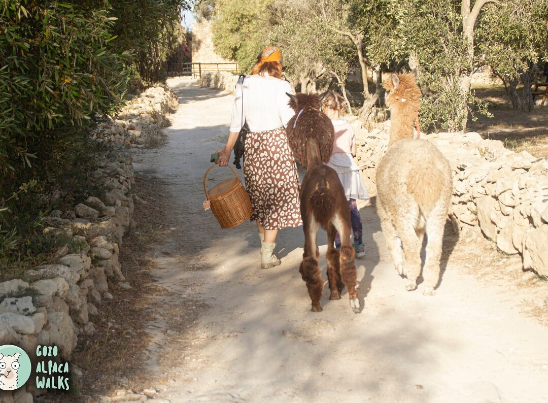 Gozo Alpaca Walks景点图片
