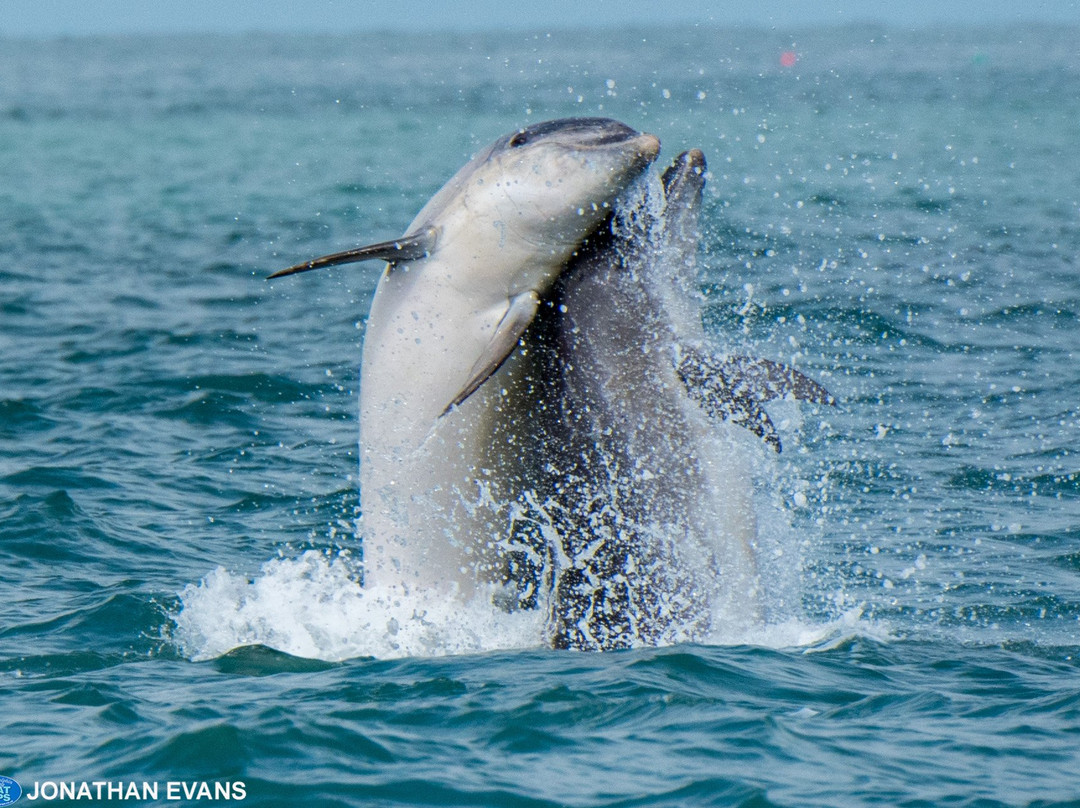 Dolphin Spotting Boat Trips (by New Quay Boat Trips)景点图片