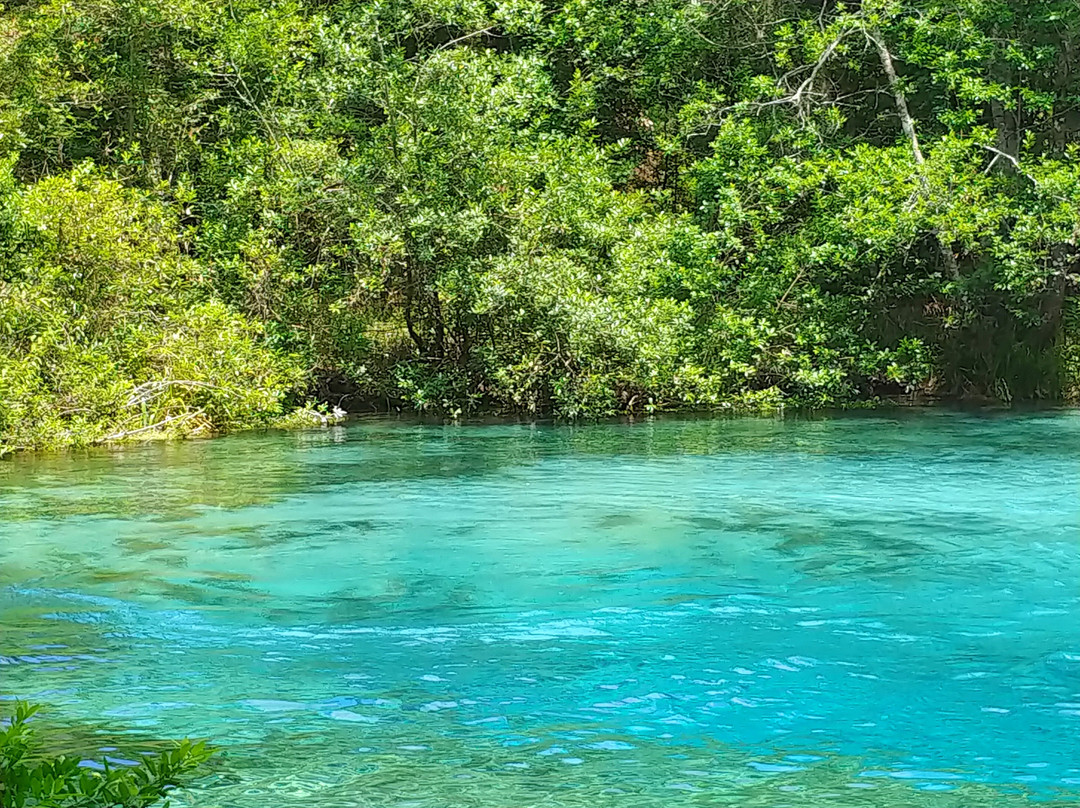 Ichetucknee Springs State Park景点图片