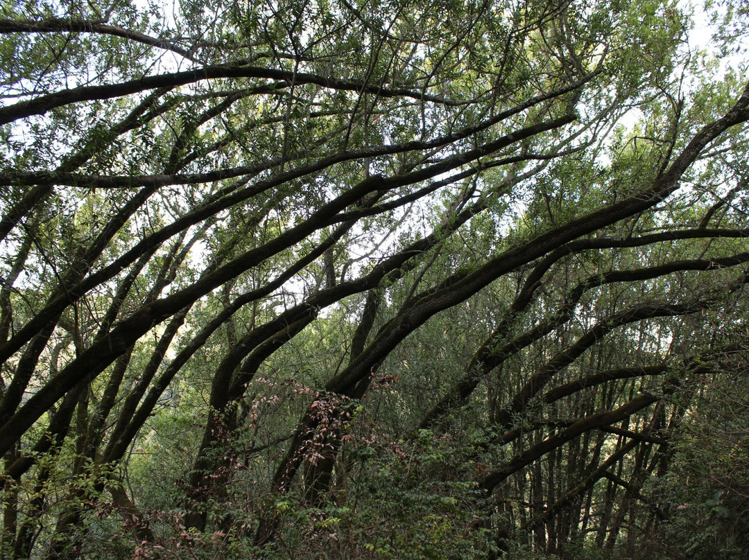 Huckleberry Botanic Regional Preserve-奥克兰必去景点