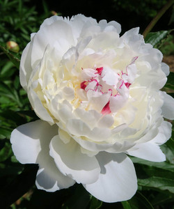 Peony Garden Tokyo (Tsukuba Peony Garden)景点门票图片