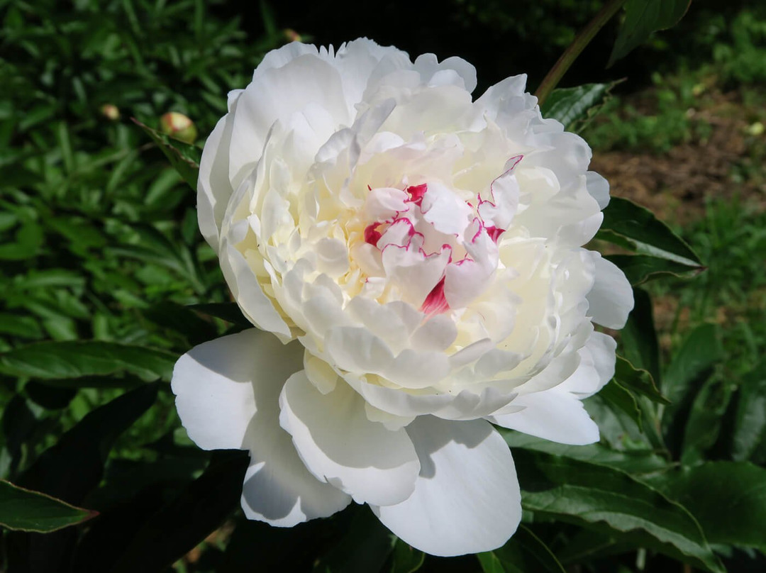筑波市旅游景点-Peony Garden Tokyo (Tsukuba Peony Garden)