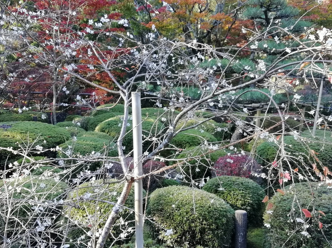 Saimyo-ji Temple Fudansakura景点图片