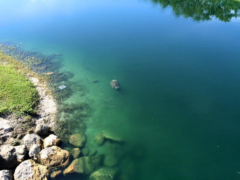 Manatee Sanctuary Park景点图片