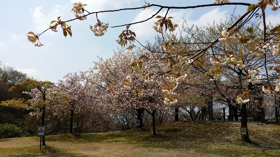 Ominesan Sakura Park景点图片