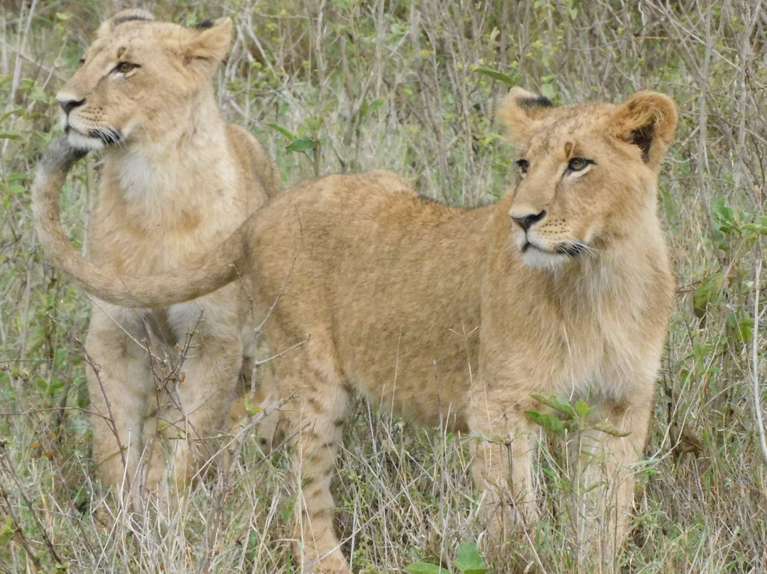 Estimated Africa Safaris