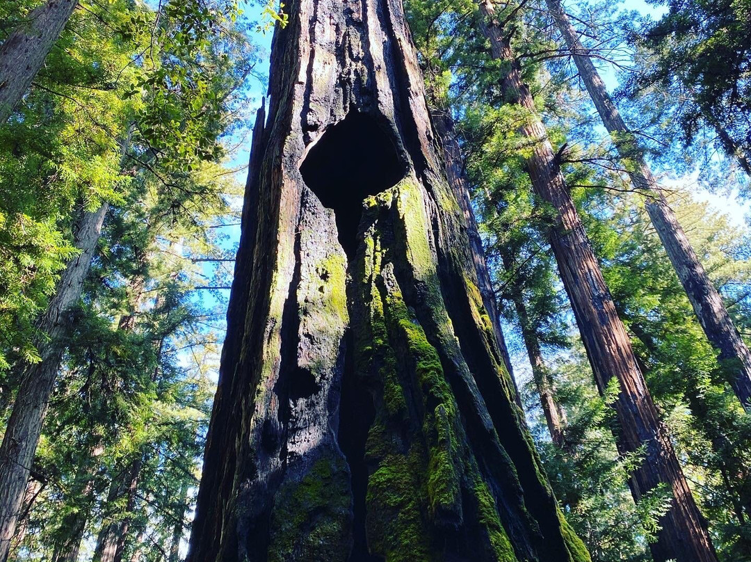 Montgomery Woods State Reserve景点图片